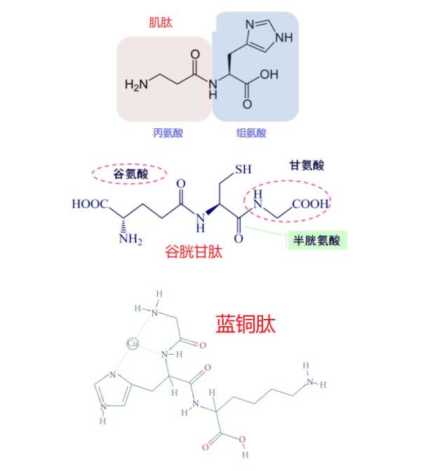化妝品,化妝品肽類(lèi),蛋白類(lèi),原料,抗氧化,新陳代謝